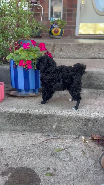 Captain - AKC , a male Poodle - Toy  for sale in Merkel, TX – 4 of 4