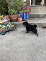 Captain - AKC , a male Poodle - Toy  for sale in Merkel, TX – 2 of 4