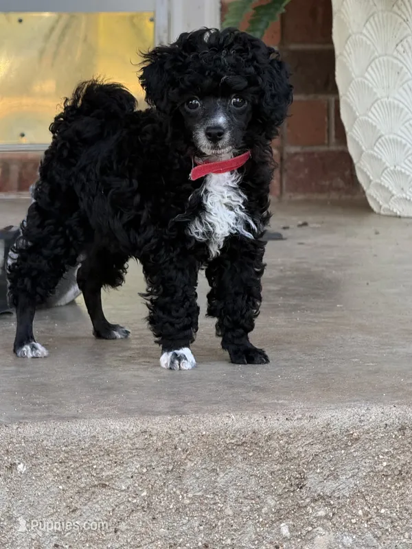 Captain - AKC  – Poodle - Toy  puppy for sale in Merkel, TX