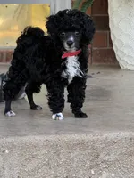 Captain - AKC , a male Poodle - Toy  for sale in Merkel, TX – 1 of 4