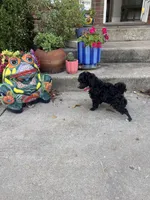 Captain - AKC , a male Poodle - Toy  for sale in Merkel, TX – 3 of 4