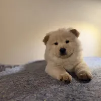 Bunny, a female Chow Chow for sale in Orlando, FL – Photo 3 of 4