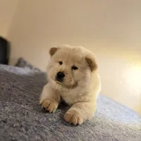 Bunny, a female Chow Chow for sale in Orlando, FL – Photo 1 of 4