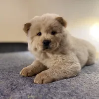 Bunny, a female Chow Chow for sale in Orlando, FL – Photo 4 of 4