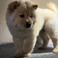 BELLA, a female Chow Chow for sale in Orlando, FL – Photo 4 of 4