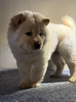 BELLA, a female Chow Chow for sale in Orlando, FL – Photo 4 of 4