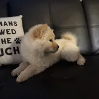 BELLA, a female Chow Chow for sale in Orlando, FL – Photo 1 of 4