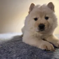 BELLA, a female Chow Chow for sale in Orlando, FL – Photo 3 of 4