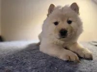 BELLA, a female Chow Chow for sale in Orlando, FL – Photo 3 of 4