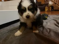 Chunk ASDR, a male Miniature Australian Shepherd for sale in Troutman, NC – Photo 4 of 4