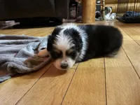 Chunk ASDR, a male Miniature Australian Shepherd for sale in Troutman, NC – Photo 3 of 4