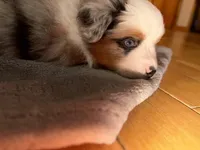 Blue ASDR, a male Miniature Australian Shepherd for sale in Troutman, NC – Photo 2 of 3