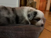 Blue ASDR, a male Miniature Australian Shepherd for sale in Troutman, NC – Photo 3 of 3