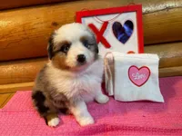 Blue ASDR, a male Miniature Australian Shepherd for sale in Troutman, NC – Photo 1 of 3