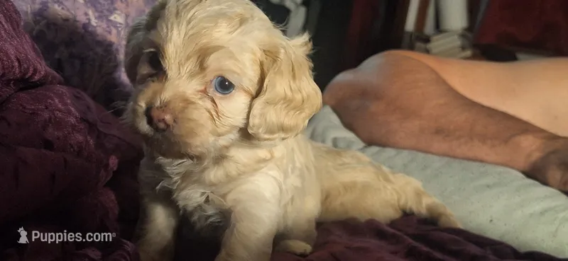 Sassy – Cockapoo puppy for sale in Belle, MO