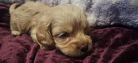 Azriel, a male Cockapoo for sale in Belle, MO – 5 of 5