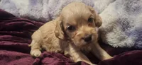 Azriel, a male Cockapoo for sale in Belle, MO – 4 of 5