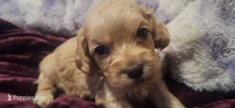 Azriel – Cockapoo puppy for sale in Belle, MO