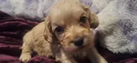 Azriel, a male Cockapoo for sale in Belle, MO – 1 of 5
