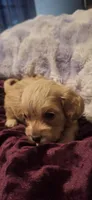 Azriel, a male Cockapoo for sale in Belle, MO – 2 of 5