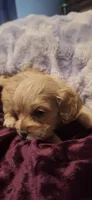 Azriel, a male Cockapoo for sale in Belle, MO – 3 of 5