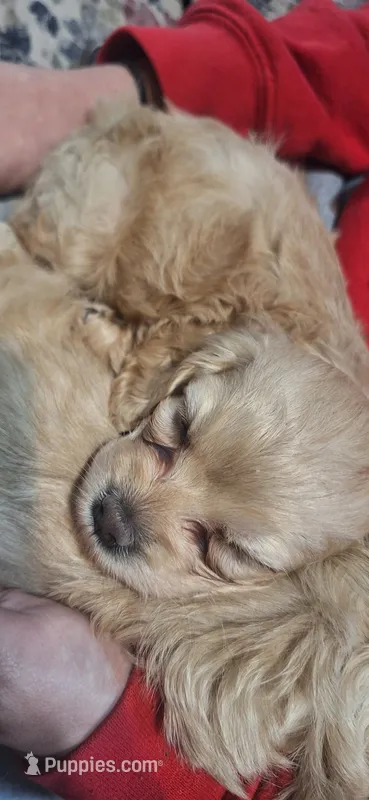Rolo – Cockapoo puppy for sale in Belle, MO