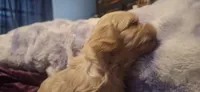 Rolo, a male Cockapoo for sale in Belle, MO – 5 of 5