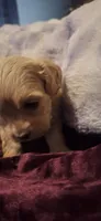 Rolo, a male Cockapoo for sale in Belle, MO – 4 of 5