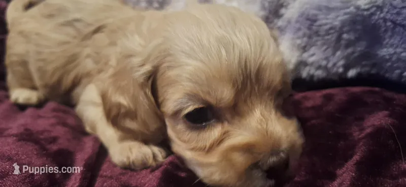 Rolo – Cockapoo puppy for sale in Belle, MO
