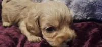 Rolo, a male Cockapoo for sale in Belle, MO – 1 of 5