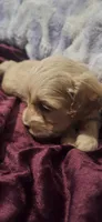 Rolo, a male Cockapoo for sale in Belle, MO – 2 of 5