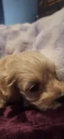 Rolo, a male Cockapoo for sale in Belle, MO – 3 of 5