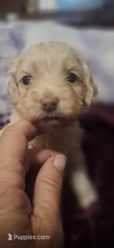 Sassy – Cockapoo puppy for sale in Belle, MO