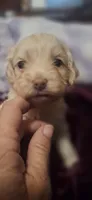 Sassy, a female Cockapoo for sale in Belle, MO – 1 of 4