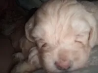 Sassy, a female Cockapoo for sale in Belle, MO – 3 of 4