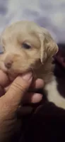 Sassy, a female Cockapoo for sale in Belle, MO – 4 of 4