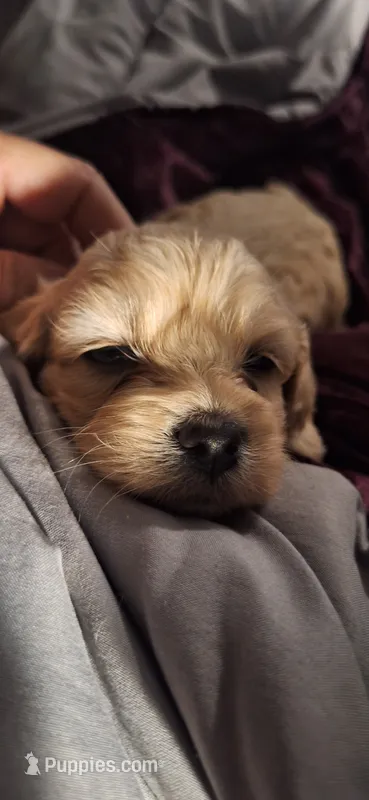 Azriel – Cockapoo puppy for sale in Belle, MO