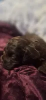 Jamie, a male Cockapoo for sale in Belle, MO – 4 of 5