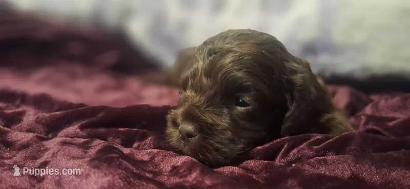 Jamie – Cockapoo puppy for sale in Belle, MO