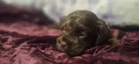 Jamie, a male Cockapoo for sale in Belle, MO – 3 of 5