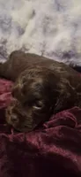 Jamie, a male Cockapoo for sale in Belle, MO – 2 of 5