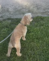 Dallas , a male Cocker Spaniel for sale in Belle, MO – 6 of 9