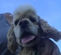 Dallas , a male Cocker Spaniel for sale in Belle, MO – 2 of 9