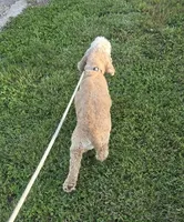 Dallas , a male Cocker Spaniel for sale in Belle, MO – 5 of 9