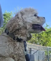 Dallas , a male Cocker Spaniel for sale in Belle, MO – 4 of 9
