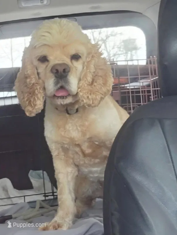 Dallas  – Cocker Spaniel puppy for sale in Belle, MO