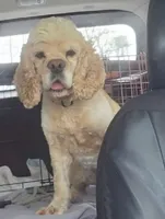 Dallas , a male Cocker Spaniel for sale in Belle, MO – 1 of 9