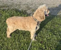 Dallas , a male Cocker Spaniel for sale in Belle, MO – 8 of 9