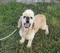 Dallas , a male Cocker Spaniel for sale in Belle, MO – 3 of 9