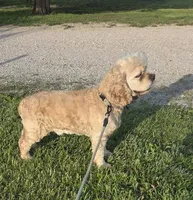 Dallas , a male Cocker Spaniel for sale in Belle, MO – 7 of 9